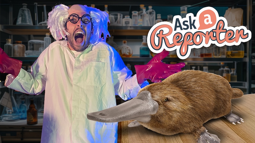 Josh dressed as a mad scientist in a science lab. An illustration of a platypus.