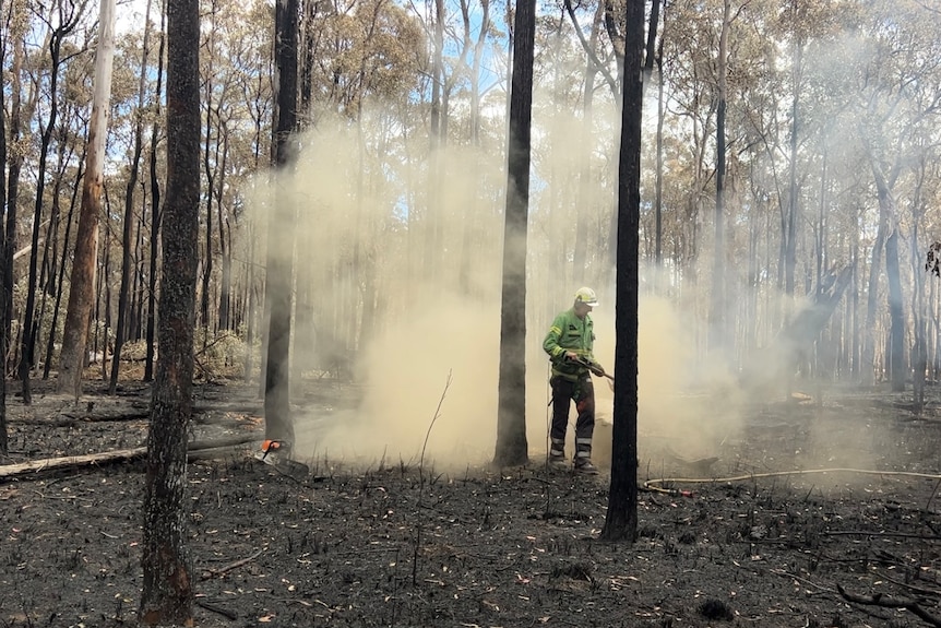 A man in a burnt out forest 