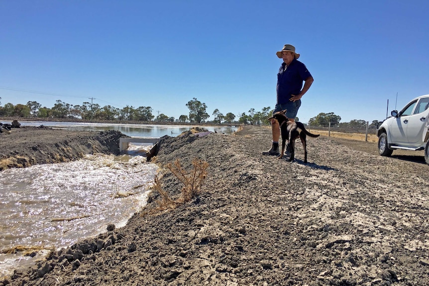 Wakool farmer, John Lolicato, with his dog Ned watching irrigation water flow through contoured paddocks.
