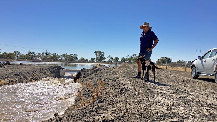 Wakool farmer, John Lolicato, with his dog Ned watching irrigation water flow through contoured paddocks.