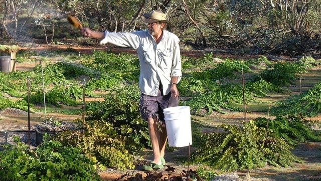 Caper grower Barry Porter spray his plants with organic self made fertiliser