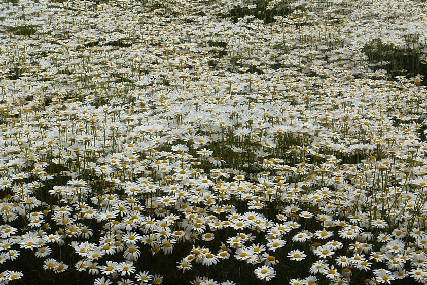 A field of pyrethrum growing in North West Tasmania