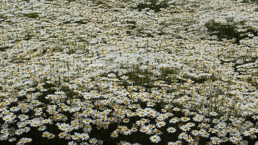 A field of pyrethrum growing in North West Tasmania