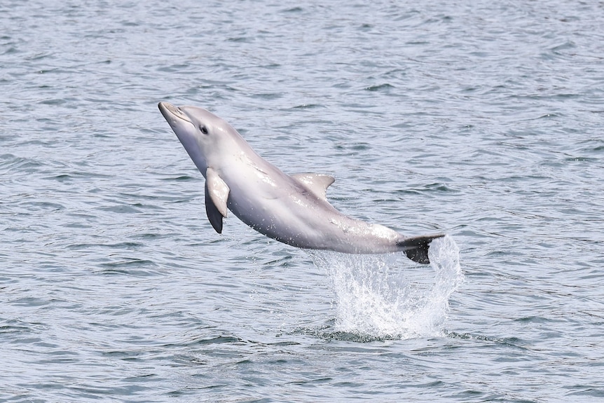 Dolphin Rocket - Port River