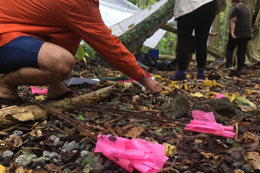 A person crouches to organise fluoro-pink flags lying on a forest floor.