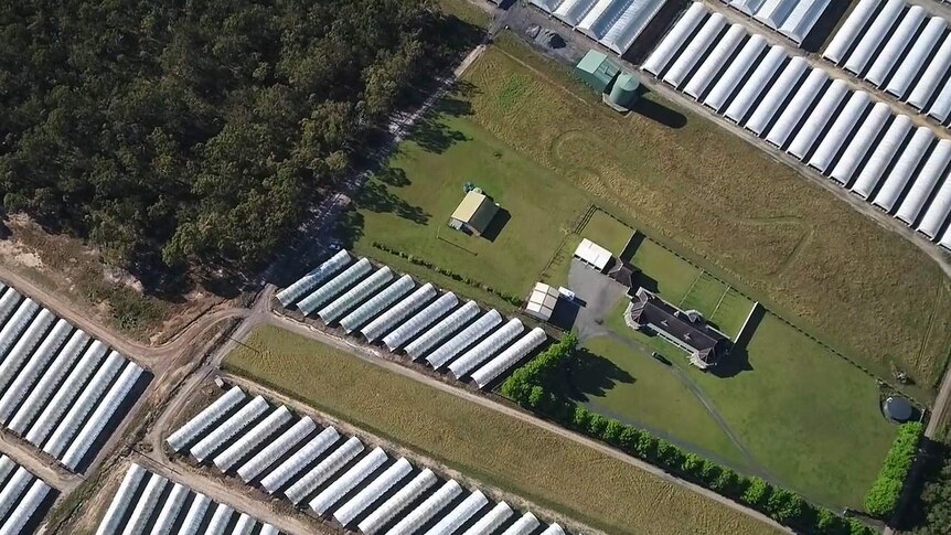 An aerial view of a flower farm run by Lynch Group.
