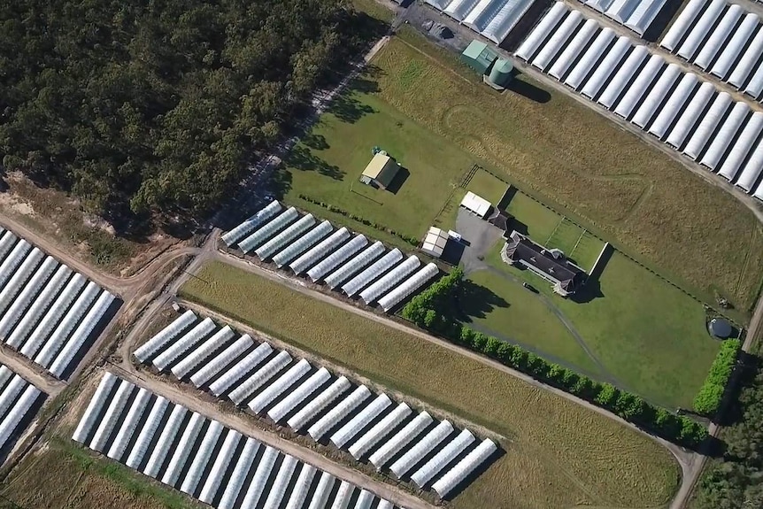 An aerial view of a flower farm run by Lynch Group.