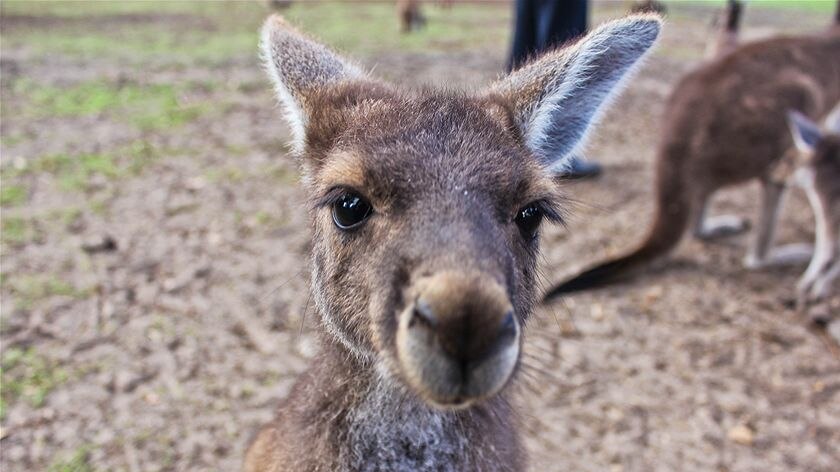 A curious kangaroo joey investigates the camera