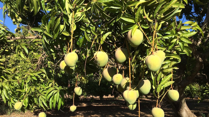A tree laden with almost-ripe mangoes