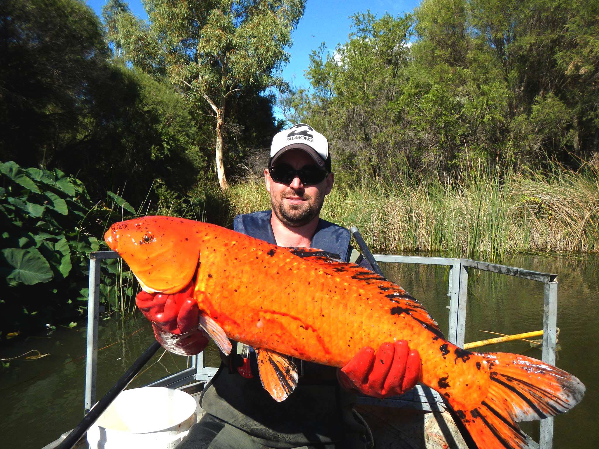 Dumped aquarium fish decimating native species, hurting habitats - ABC ...