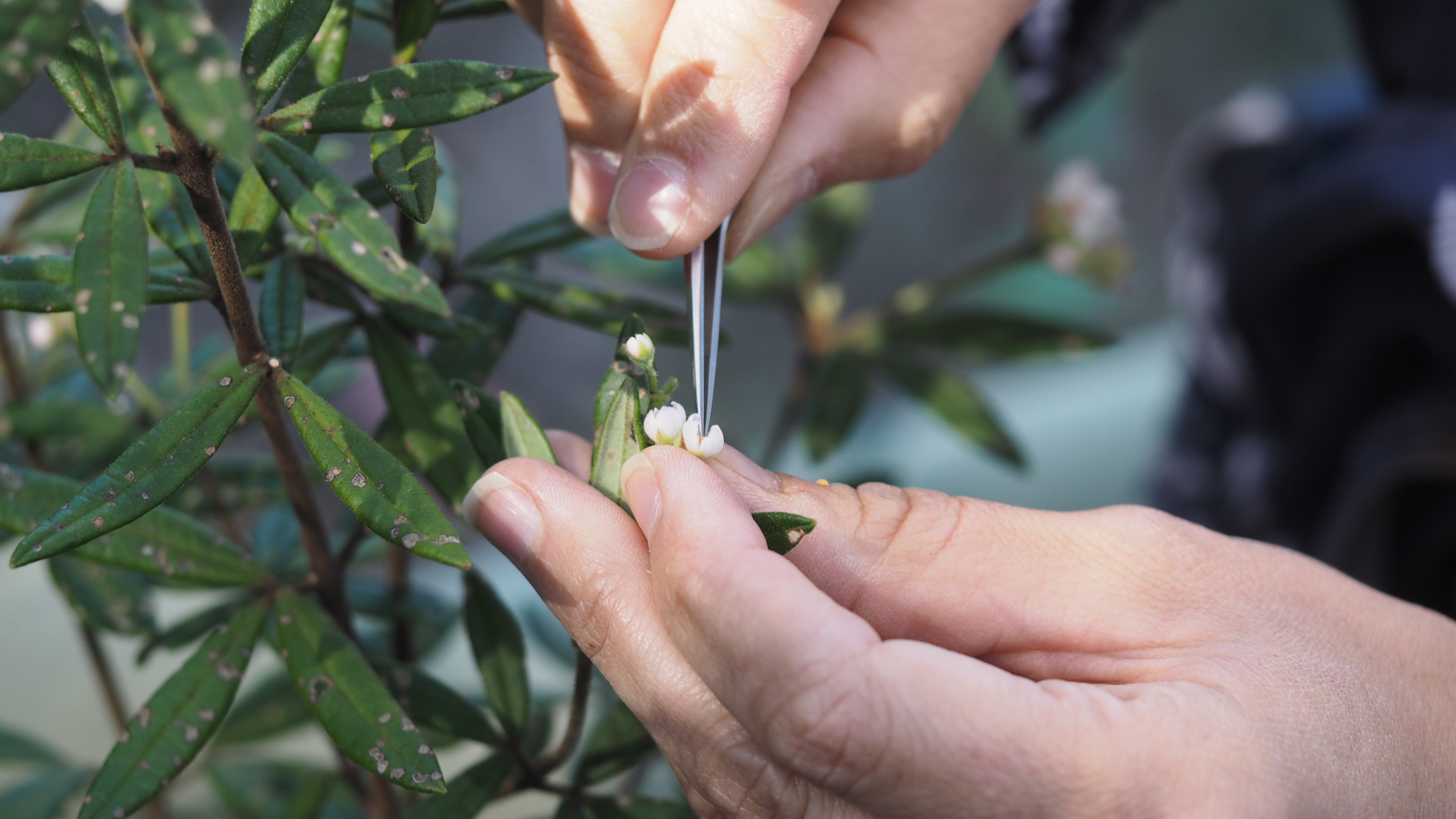 A woman holding a small white flower still as she uses tweezers to pluck the stamen for pollen.