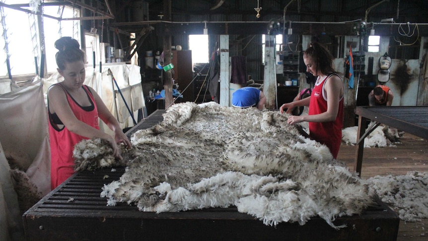 Young wool handlers working in a shearing shed.
