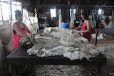 Young wool handlers working in a shearing shed.