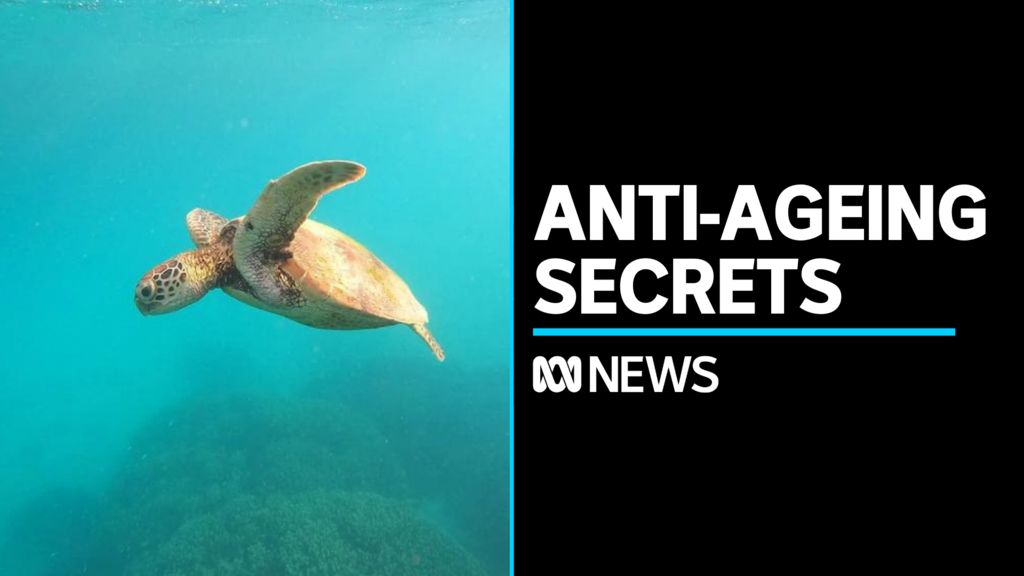Secrets to anti-ageing found in turtles - ABC News