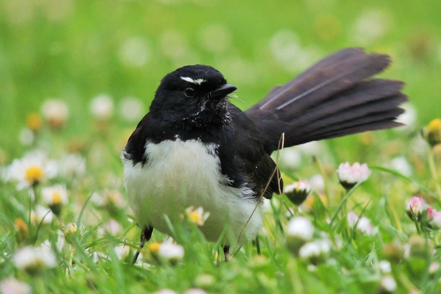 A small black and white bird sits on grass