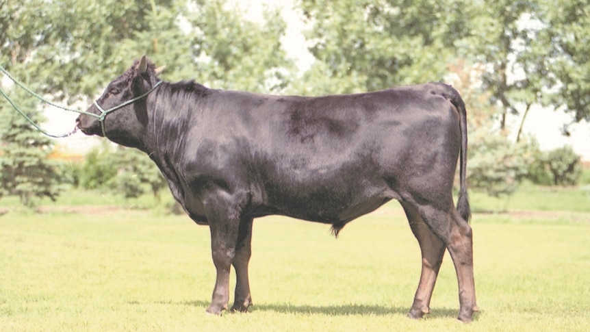 A black Wagyu cow stands in a green paddock.