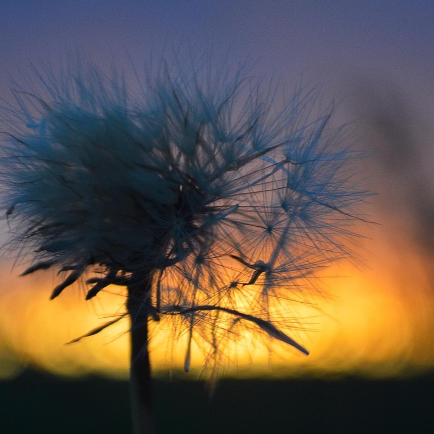 Close up of dandelion at sunset