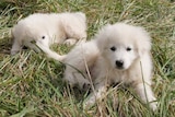 Two fluffy white puppies lying on the grass.