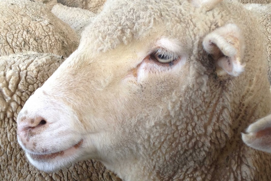 Close up on sheep's face amid a large cluster of sheep