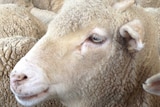 Close up on sheep's face amid a large cluster of sheep