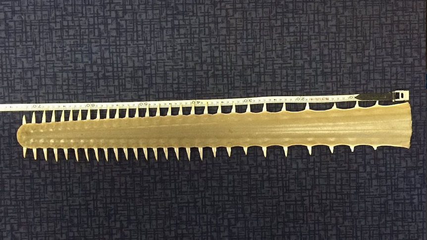 Sawfish