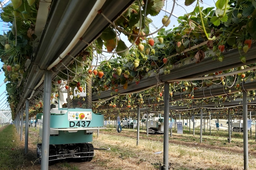 A robotic berry picker rolls between two rows of strawberries.
