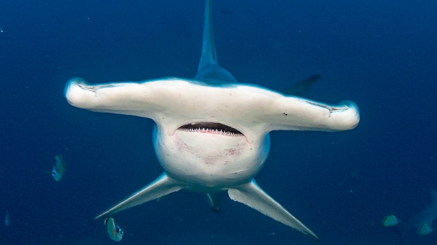 A front-on view of a hammerhead shark