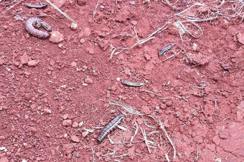 Dead armyworms after gorging on dairy pasture