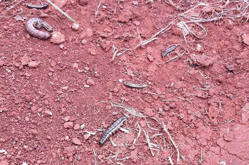 Dead armyworms after gorging on dairy pasture