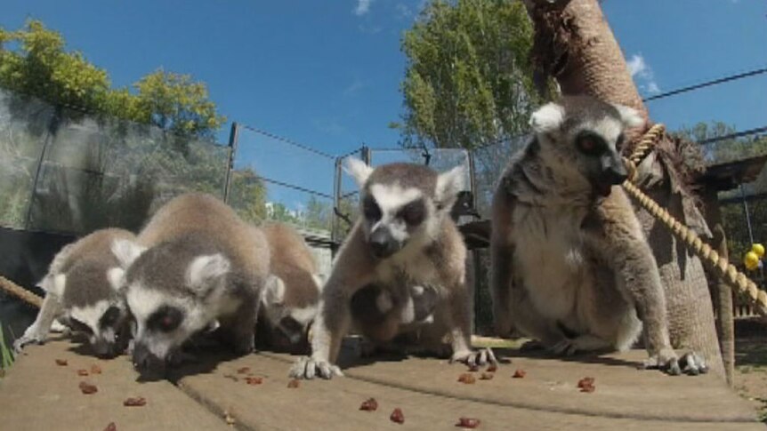Lemur twins make their Canberra debut.