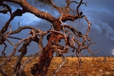 A gnarled gum tree in front of a dark storm.
