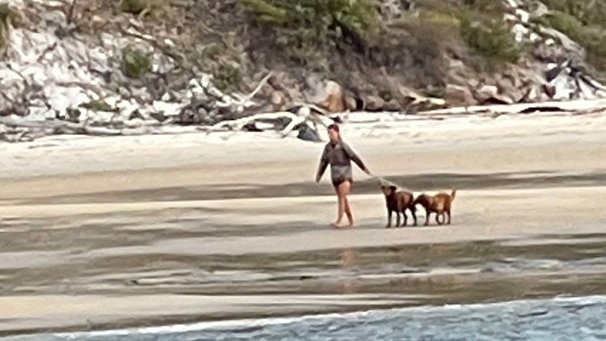 K’gari (Fraser Island) biosecurity threatened by pet dogs brought from yacht to beach