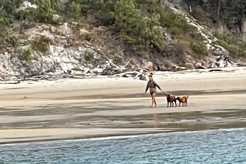 A far away shot of a woman walking two dogs on the beach 