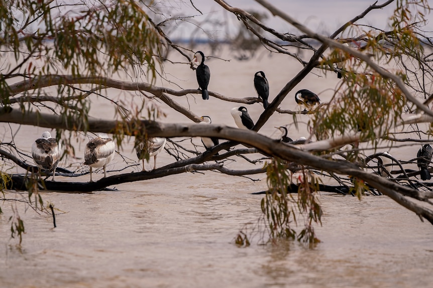birds sitting on tree branches above water 