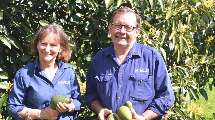 Andrew and Belinda holding fuerte avocados in front of an avocado tree.