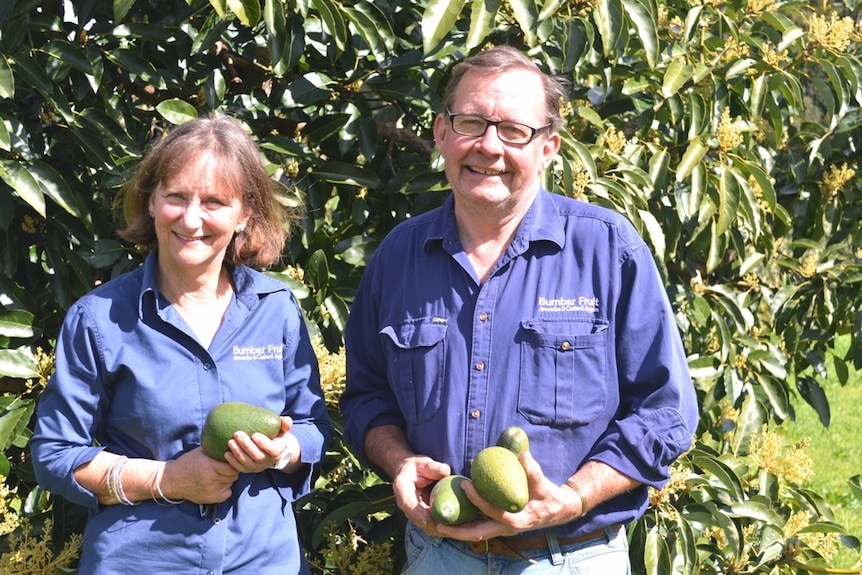 Andrew and Belinda holding fuerte avocados in front of an avocado tree.