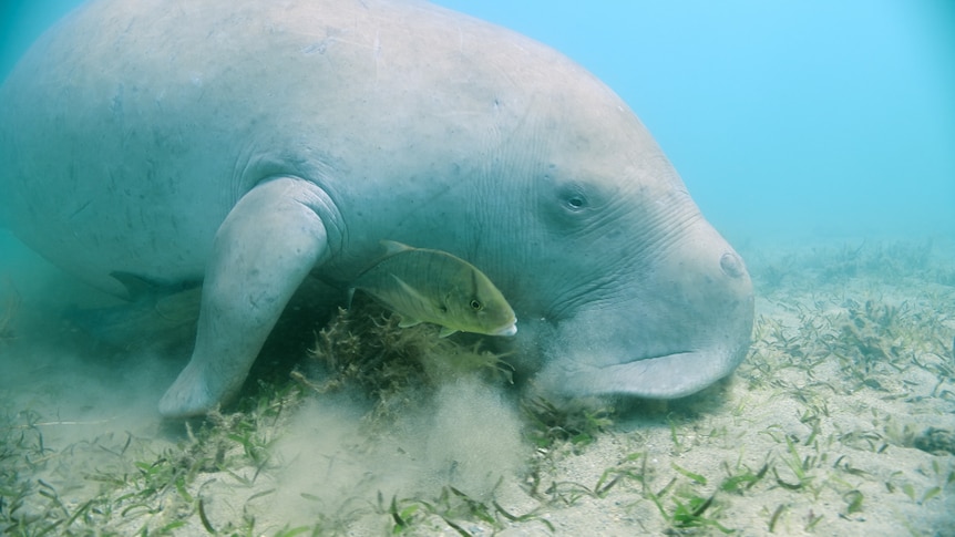 A large light grey dugong and small fish move through clear blue waters eating seagrass off sandy ocean floor.