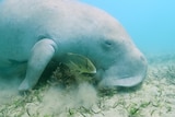 A large light grey dugong and small fish move through clear blue waters eating seagrass off sandy ocean floor.