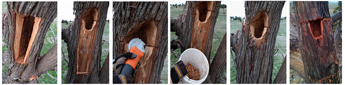An arborist demonstrates how to carve an artificial hollow into a tree to allow birds to nest.