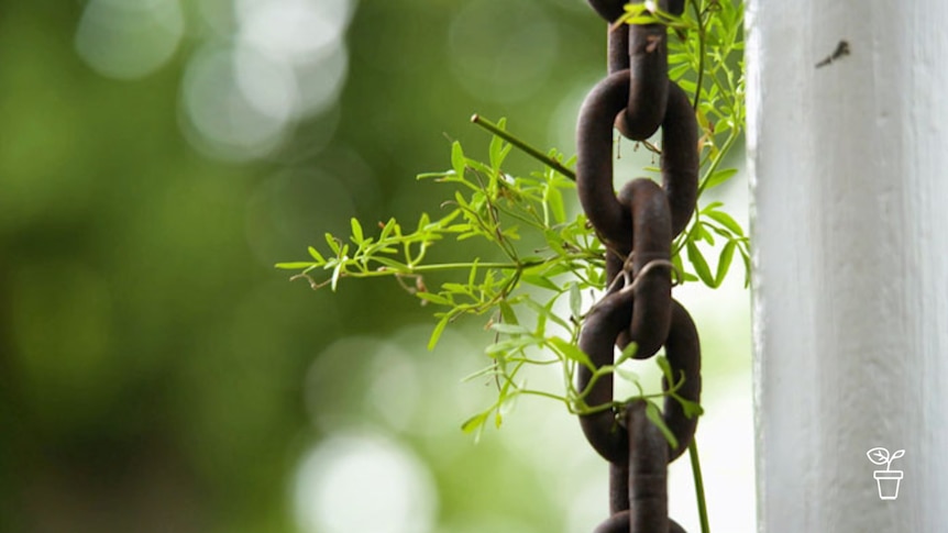 Plant climbing up rusted chain