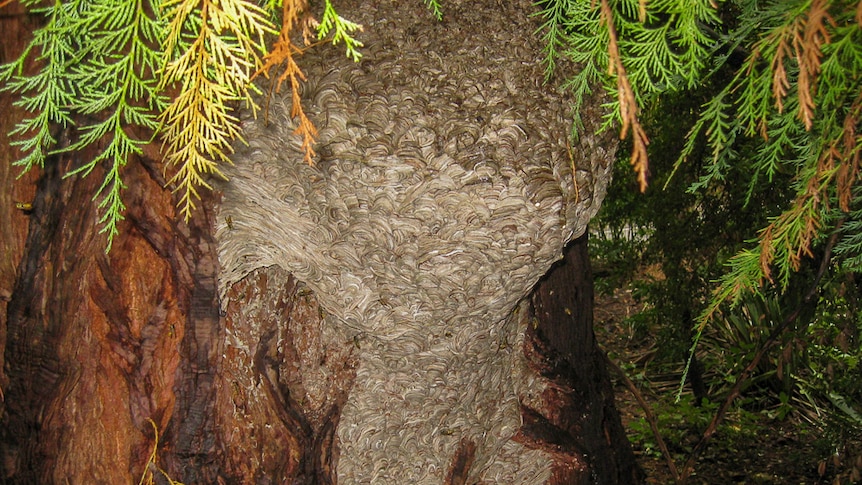 A European wasp nest on a tree.