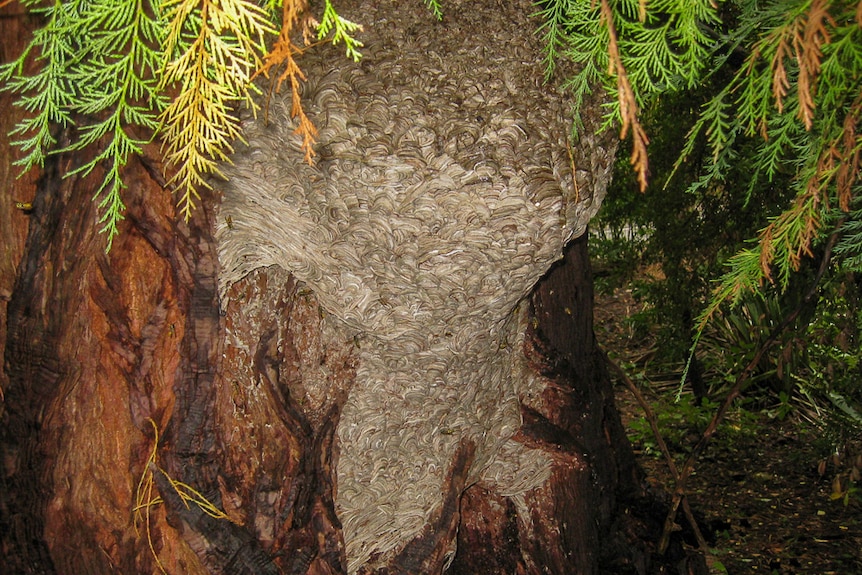 A European wasp nest on a tree.