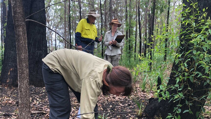 Ecologists search for koala scat in burnt bushfire that has begun to regrow