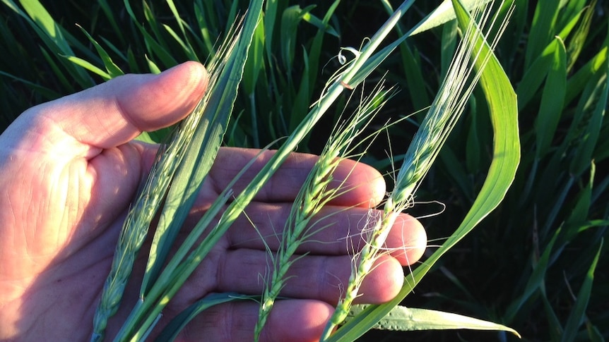 Frost damaged wheat stems have caused severe problems for farmers.