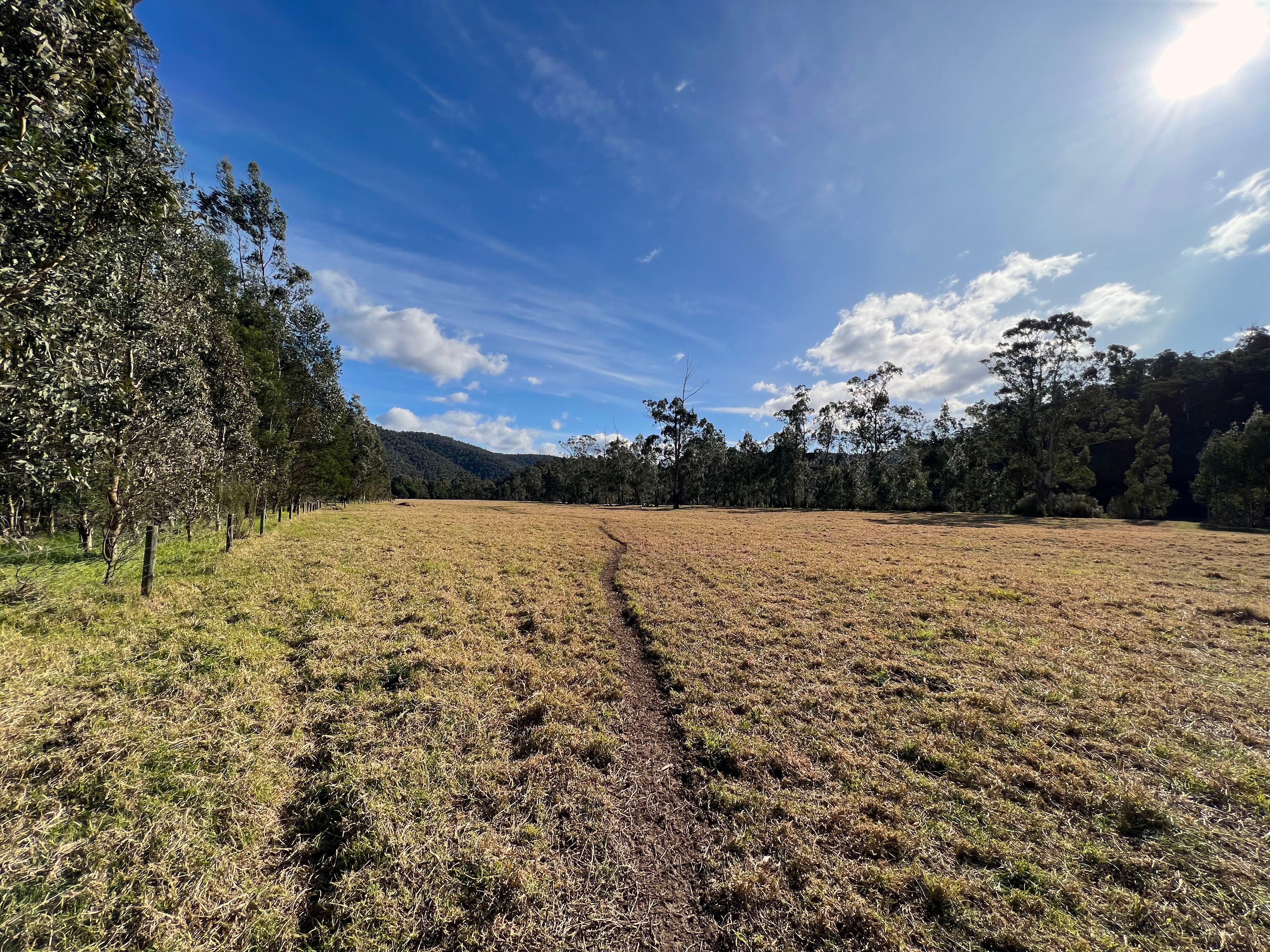 A wide grassy farm paddock with rows of trees on either side.