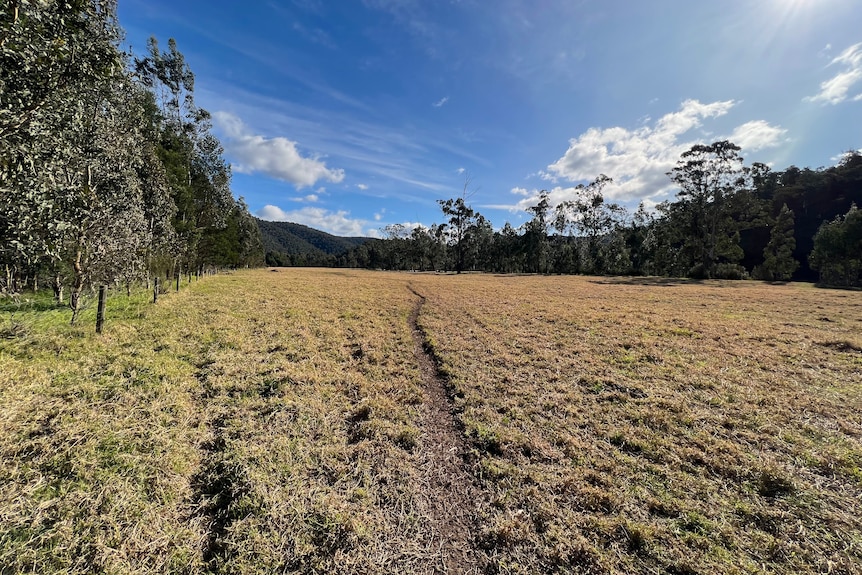 A wide grassy farm paddock with rows of trees on either side.