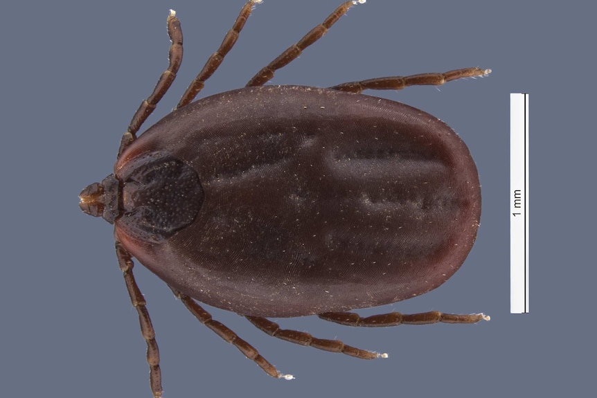 Close up of tick