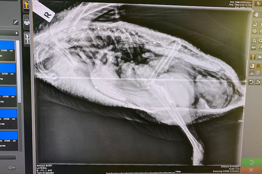 x-ray of rare white-plumed black swan