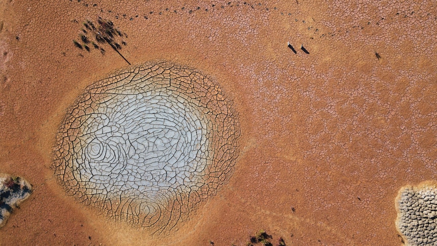 An aerial shot of a dried-out lake with cracked, salty earth surrounded by desert soil and scrubby trees.