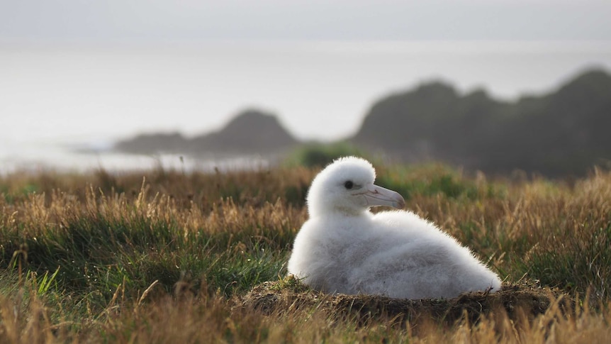 A wandering albatross chick laying on the grass.